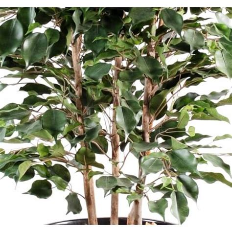 Ficus Exotica Buisson Artificiel