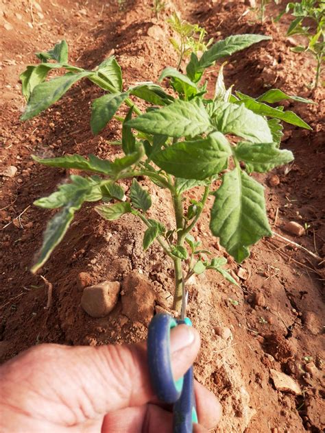 Poda De Tomateras