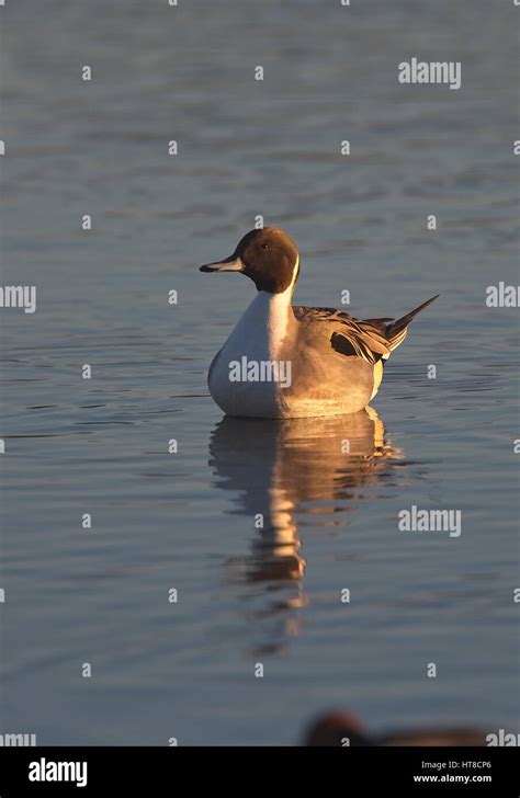 Northern Pintail Anas Acuta Male Swimming Gloucestershire England