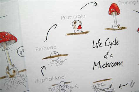 Mushroom Life Cycle Mini-poster With Leveled Age Sheets | Etsy