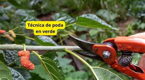 T Cnicas De Poda Para Rboles Frutales