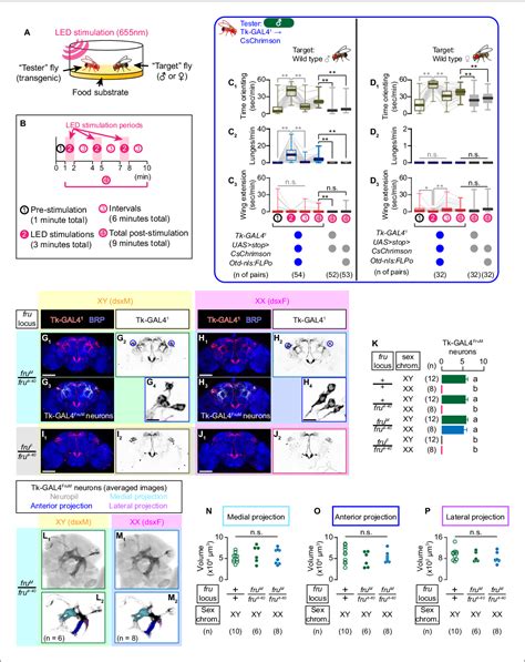 Figure 1 From Layered Roles Of Fruitless Isoforms In Specification And