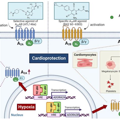 Hif Protects Against Myocardial Ischemia Reperfusion Injury Through The