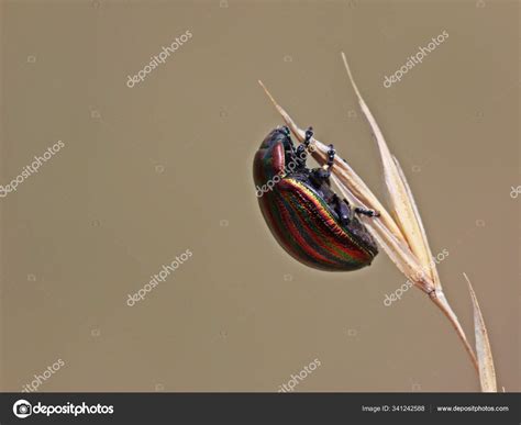 Rainbow Leaf Beetle Chrysolina Cerealis Blade Grass Stock Photo By