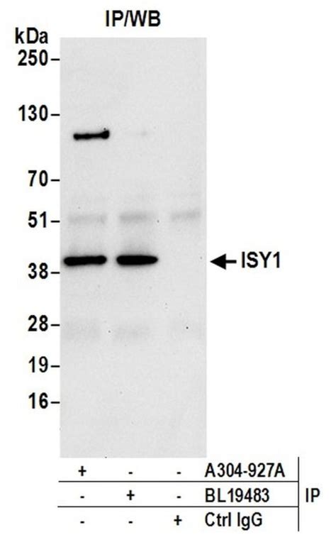 Isy1 Polyclonal Antibody A304 927a T