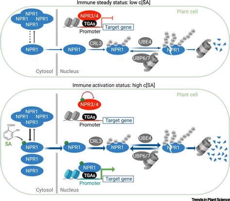 Stories Of Salicylic Acid A Plant Defense Hormone Trends In Plant Science