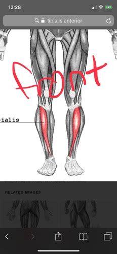 Muscles Of Foot And Ankle Flashcards Quizlet