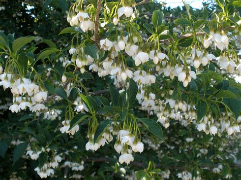 Styrax Japonica Japanese Snowbell Garden Greenhouse Ornamental Trees Garden Trees