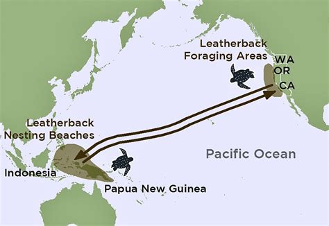 epostcard  sea turtle magnetism part  cloud ridge naturalists