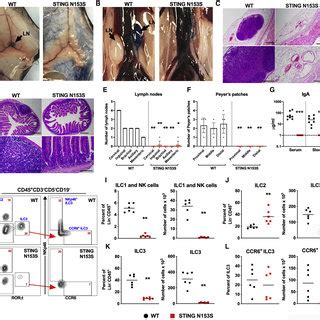 Absence Of Lymph Nodes And Peyer S Patches In STING N153S Mice A And