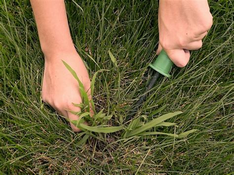 Tips To Get Rid Of Crabgrass Az Weed Control