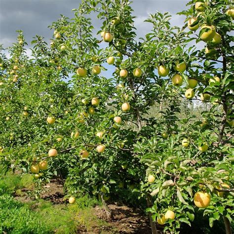 Buy Bare Root Yellow Delicious Apple Trees For Sale Chief River