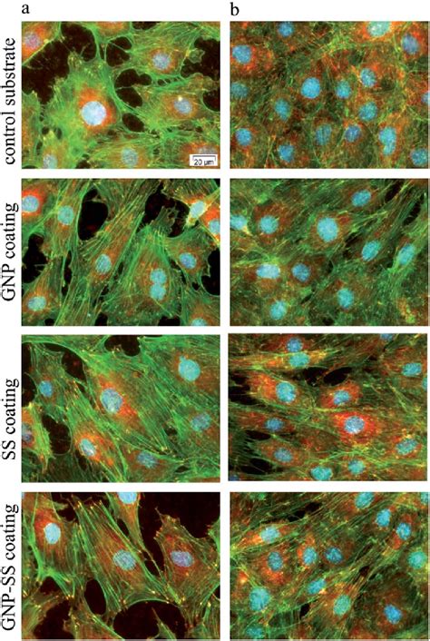 Fluorescent Images Of MC3T3 E1 Pre Osteoblasts Grown On Control