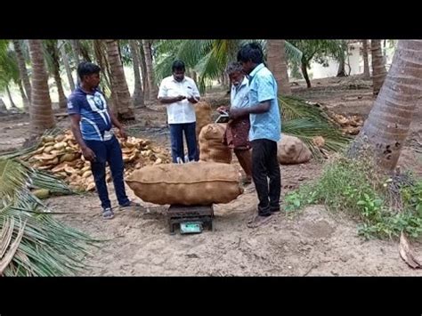 Biggest Coconut Wholesale Market In Tamil Nadu Coconut Buisness