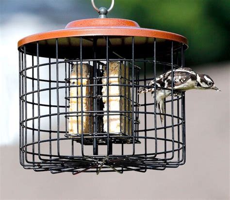 Squirrel Proof Double Suet Feeder | Caged Suet Feeder | Suet Bird ...