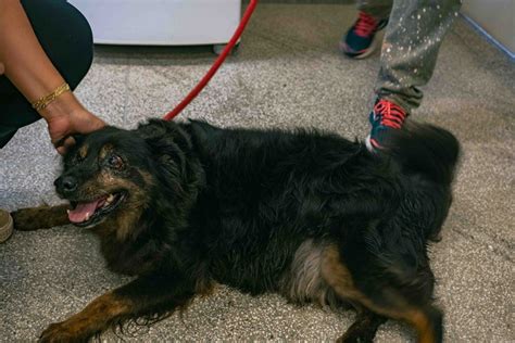 CCZ e Adote Taboão da Serra realizam feira de adoção de cães e gatos no