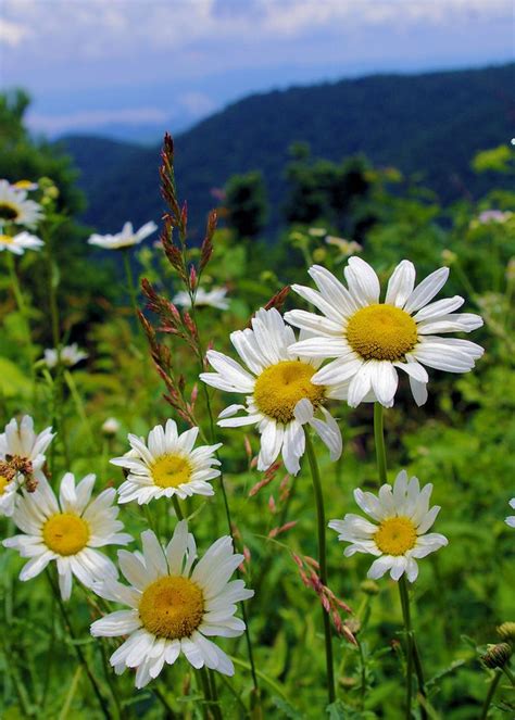 Wildflowers Along The Blue Ridge Parkway Near Asheville North Carolina