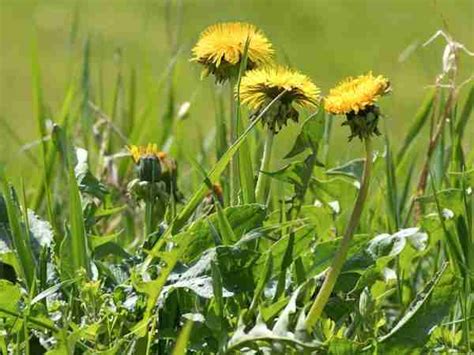 Prevent Winter Weeds With Fall Pre Emergent Weed Control