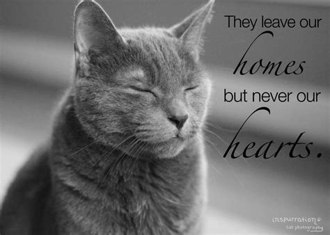 Pet Loss Clipart Clipground