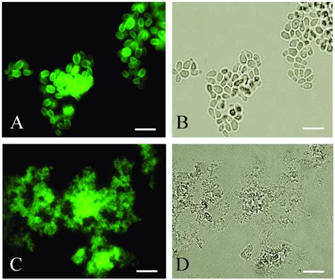 Brightfield Microscopy Fungal Spores