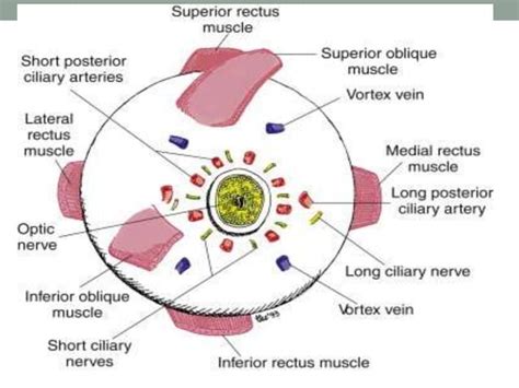 Anatomy of sclera