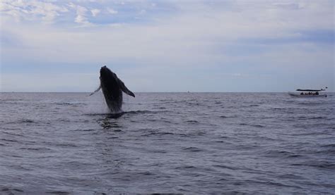 Humpback Whale Watching In Cabo Baja California Sur M Xico In A