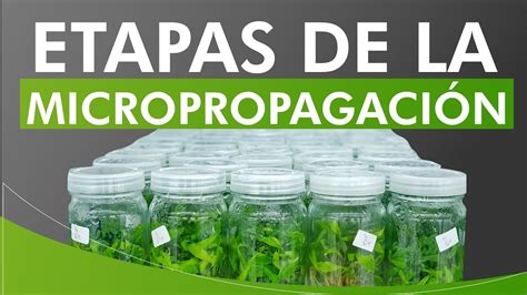 ETAPAS DE LA MICROPROPAGACIÓN YouTube