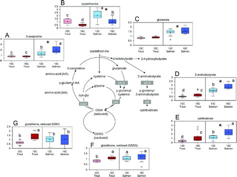 Lens Gsh Metabolism Relative Levels Of Metabolites Related To Gsh