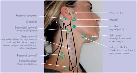 Palpable Lymph Nodes Of The Head And Neck Medizzy Off