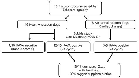 Frontiers Evaluation Of Intrapulmonary Arteriovenous Anastomoses