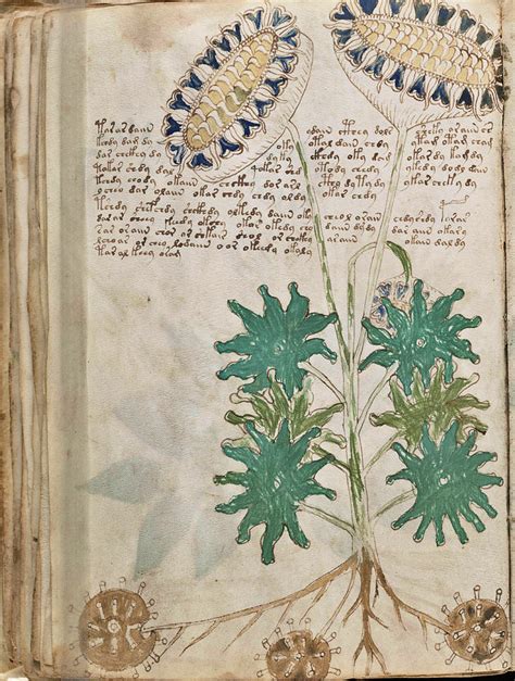 Not Out The Th Century Voynich Manuscript And The Naked Women