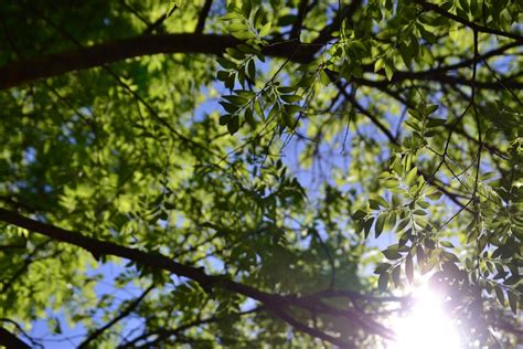 Free Images Nature Forest Branch Blossom Blur Sunlight Leaf