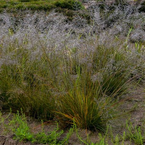 Sporobolus Gone With The Wind Garden Crossings