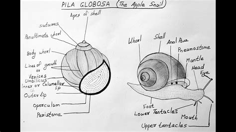 Apple Snail Diagram For Class 11 Biology Pila Globosa Youtube