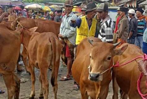 Sempat Vakum Karena Pmk Pasar Hewan Di Sampang Kembali Aktif