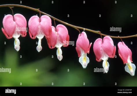 Dicentra Spectabilis Bleeding Heart A Spring And Summer Flowering Perennial Herbaceous Flower