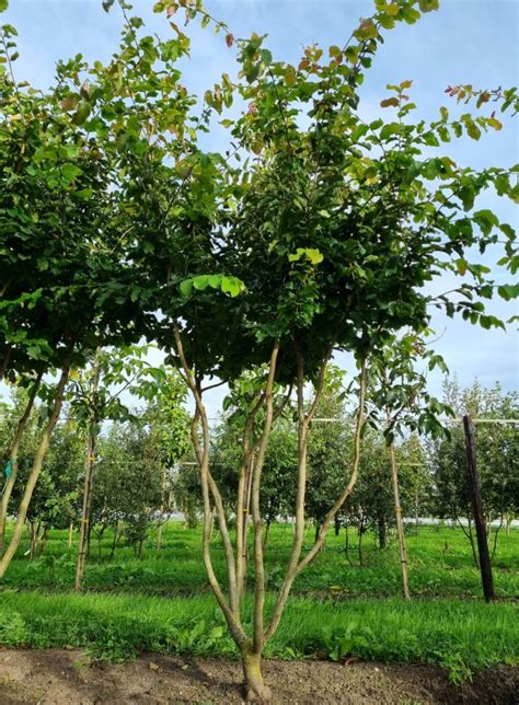 Een Oude Meerstammige Perzisch IJzerhout Kopen Ten Hoven