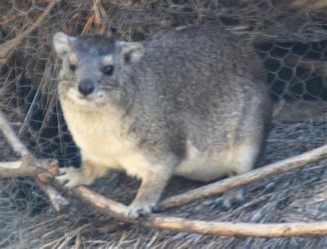 Cannundrums: Hyrax