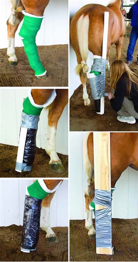 Splinting Techniques Horse Care Horse Health Horse Magazine