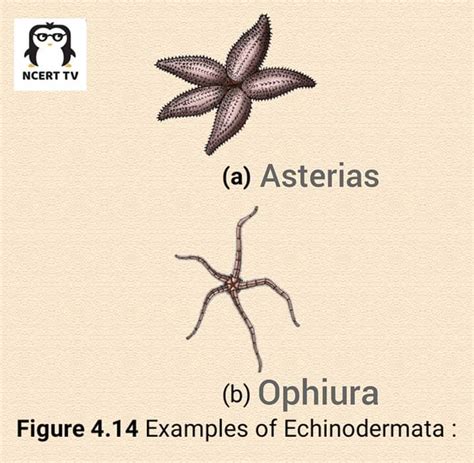 Echinodermata Diagram