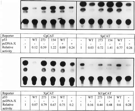 Effect Of P On Four Promoters Of Hepatitis B Virus Hepg Cells Were