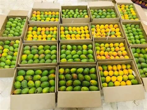 Yellow Natural Devgad Alphonso Hapus Mango Carton Packaging Size