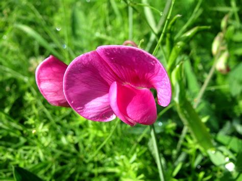 Breitbl Ttrige Platterbse Lathyrus Latifolius Im B Rgerpark