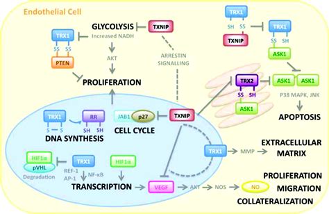 The Emerging Role Of The Thioredoxin System In Angiogenesis