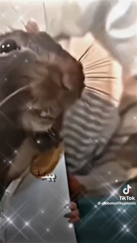 burping rat tiktok meme template : r/MemeTemplatesOfficial