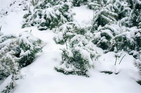 Neve branca em galhos de árvores nuas em um dia gelado de inverno