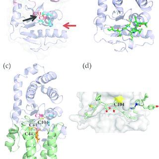 A Cartoon Representation Of Ecdsba Pdb Fvk Thioredoxin Fold Shown