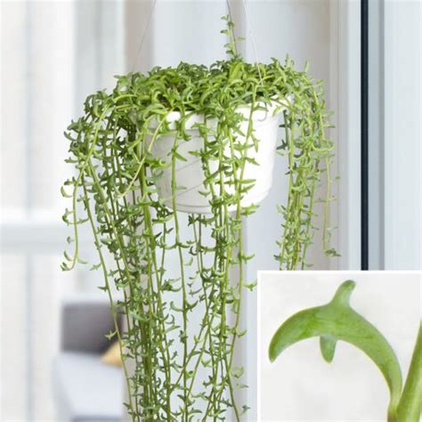 String Of Dolphins Senecio Senecio Peregrinus Succulent Plant For Sale