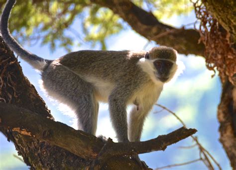 Grivet Monkey In Northern Ethiopia Grivetmonkey Simienmountains