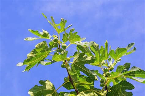 Rama De Fig Rbol Ficus Carica Con Hojas Y Fruta Foto De Archivo